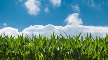 https://pixabay.com/photos/corn-field-farm-clouds-crop-440338/