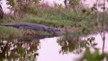 alligator in everglades