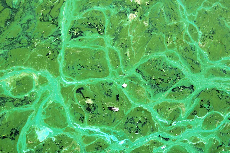 https://pixabay.com/photos/cyanobacteria-cyanophyta-algae-4469840/