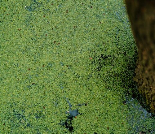 algae bloom in water