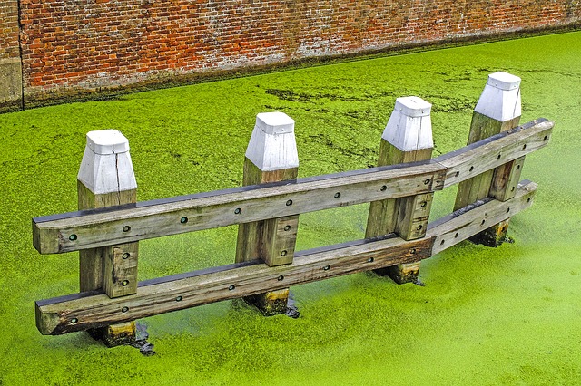 canal water; algal bloom
