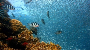 ocean, coral reefs, and fish