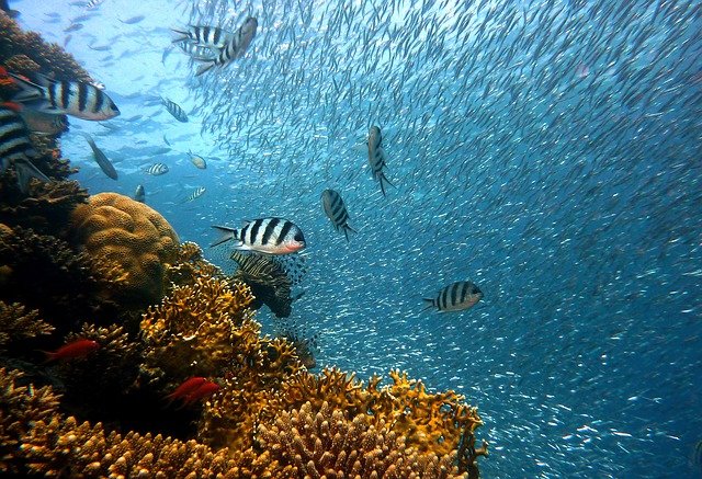 ocean, coral reefs, and fish