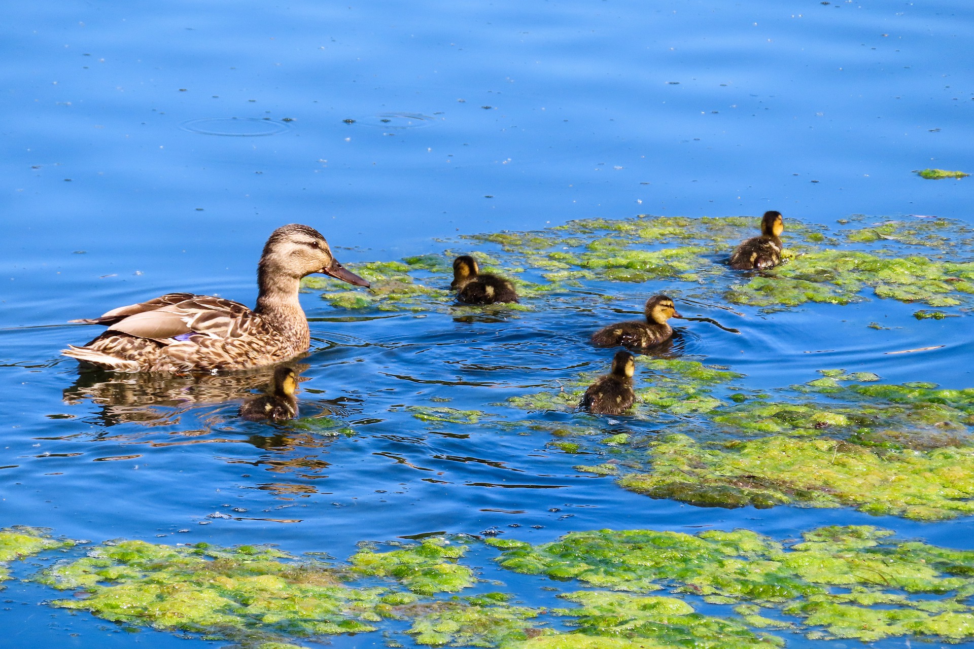https://pixabay.com/photos/wildlife-duck-water-bird-nature-4337319/
