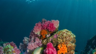 ocean and coral reefs