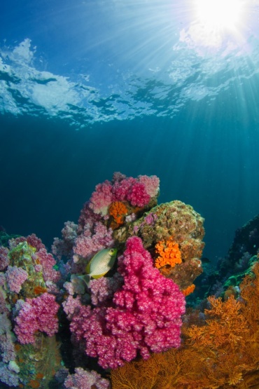 ocean and coral reefs