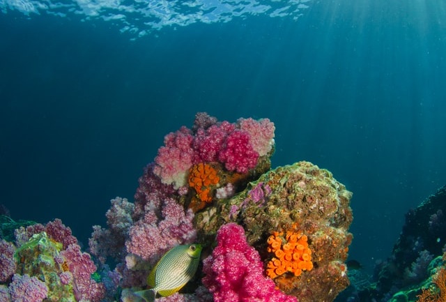 ocean and coral reefs