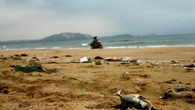 https://pixabay.com/photos/dead-fish-beach-trash-plastic-4914411/
