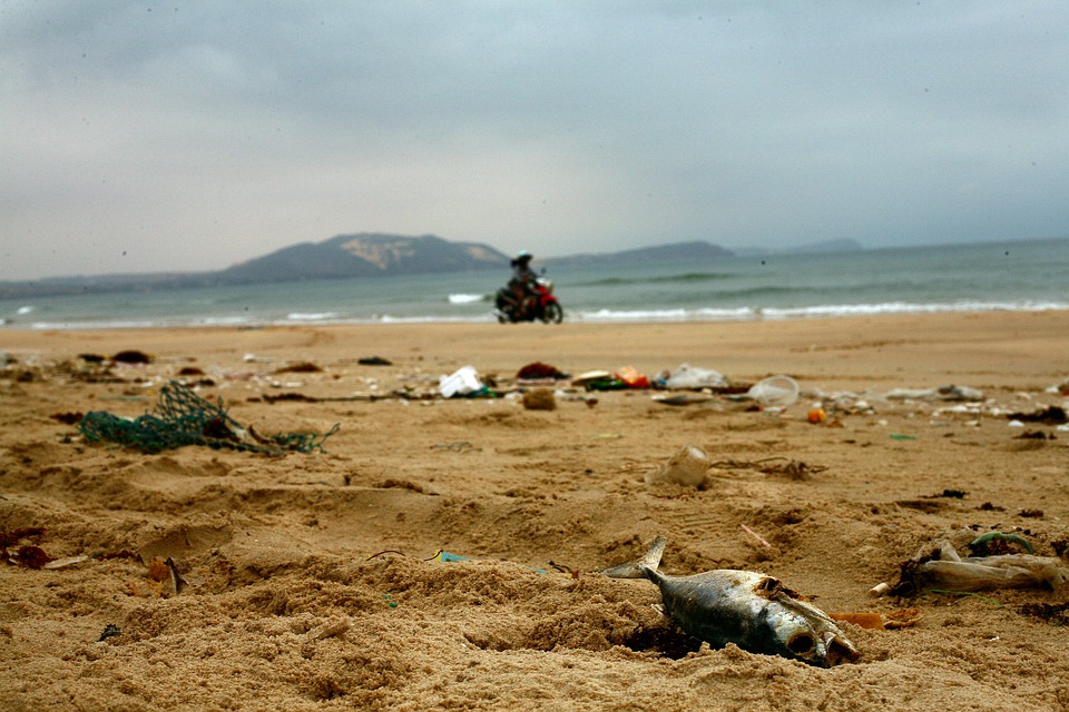 https://pixabay.com/photos/dead-fish-beach-trash-plastic-4914411/