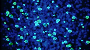 Microscopic detection of bacteria