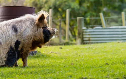 hog on a farm