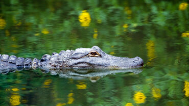 alligator in Florida Everglades