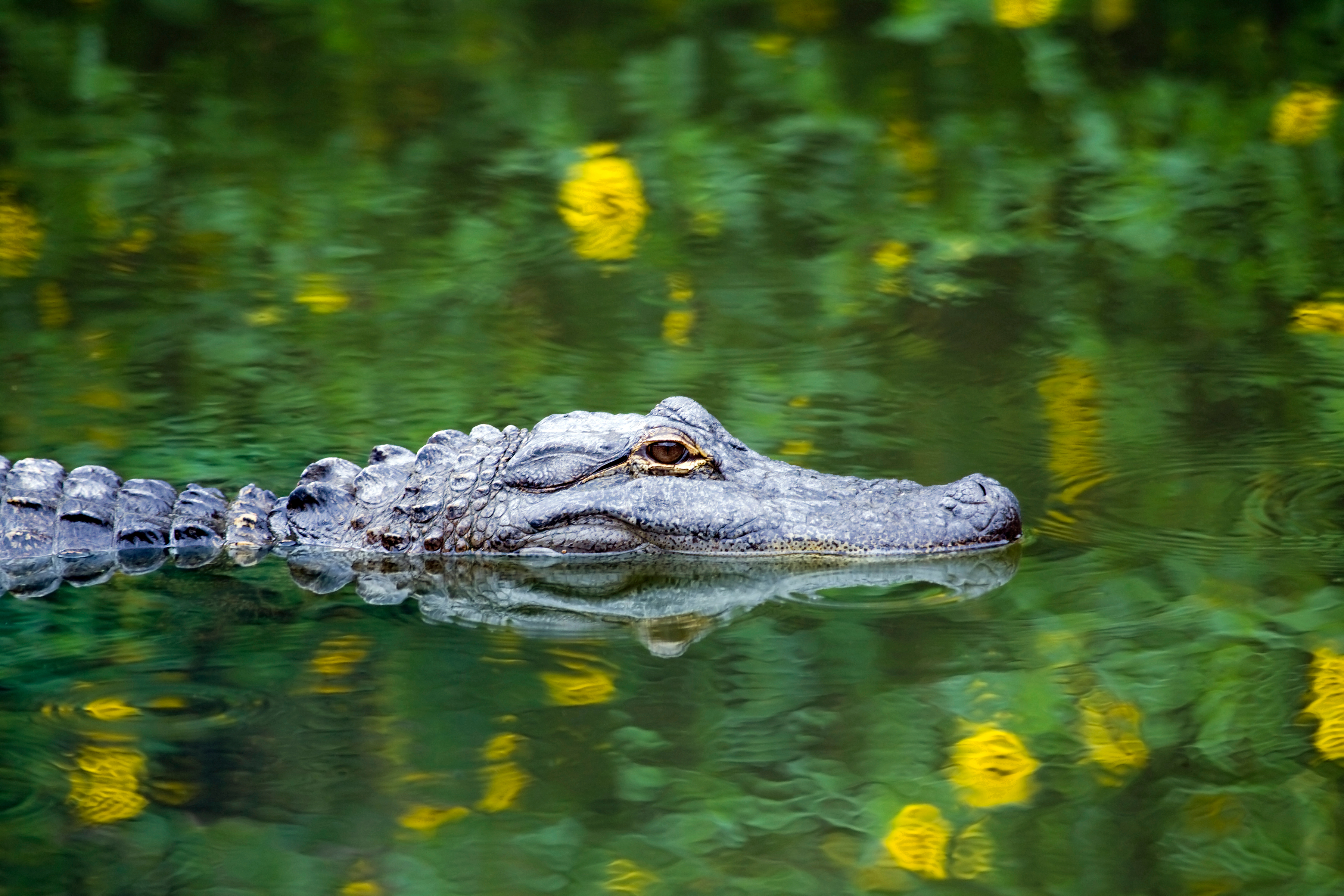 alligator in Florida Everglades