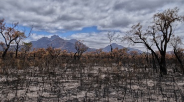 Australian bushfires aftermath