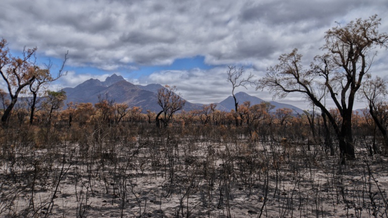 Australian bushfires aftermath
