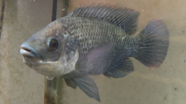 Tialapia commonly used for aquaponics