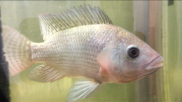 Blue Tilapia commonly used for aquaponics