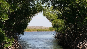 https://pixabay.com/photos/everglades-mangroves-swamps-73423/