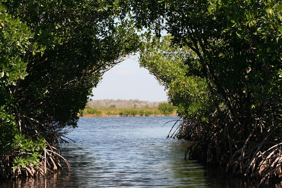 https://pixabay.com/photos/everglades-mangroves-swamps-73423/