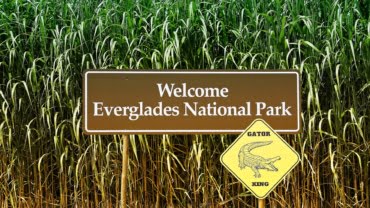 Everglades phosphorus