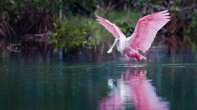 bird in the Everglades