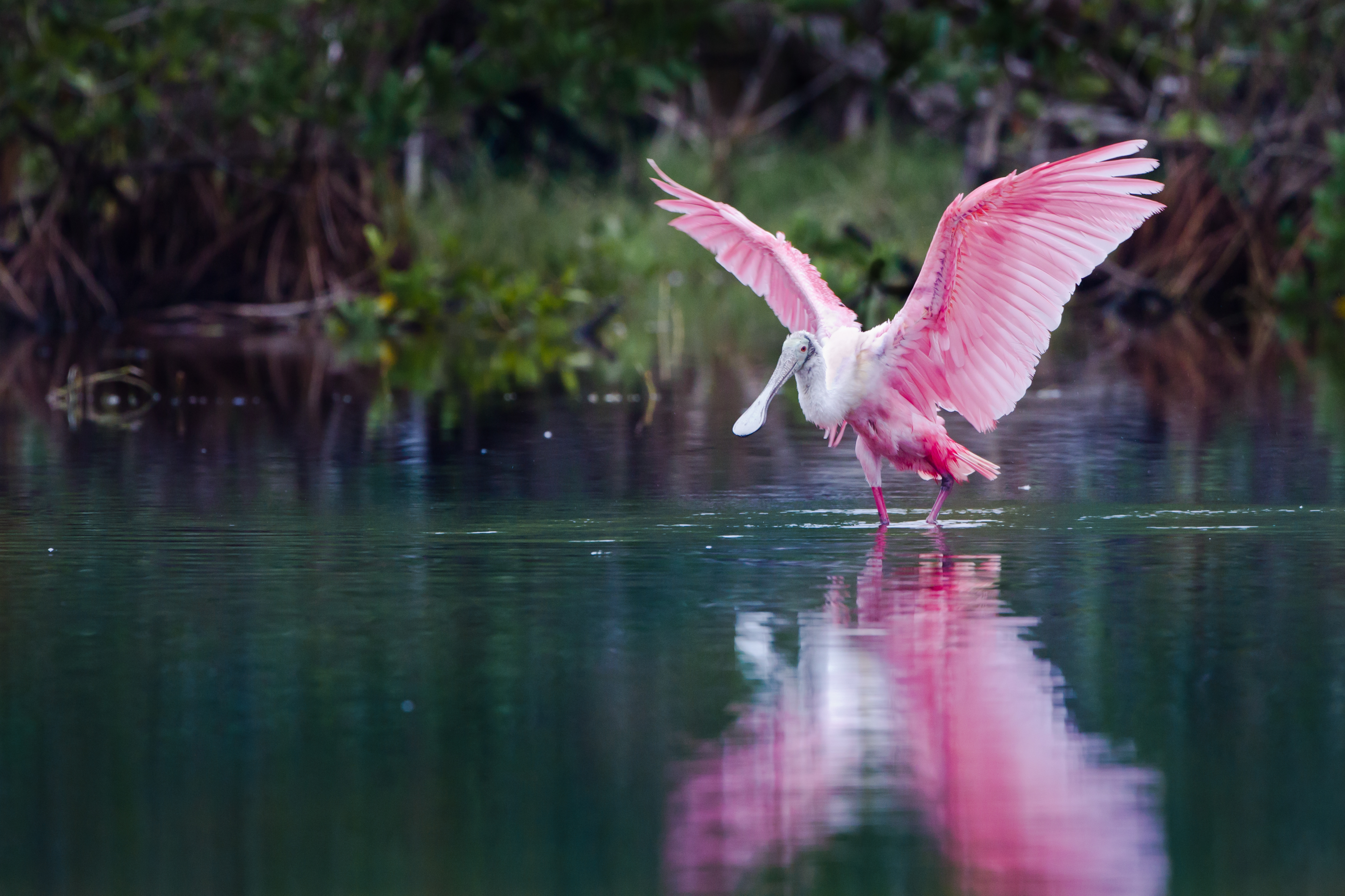 bird in the Everglades