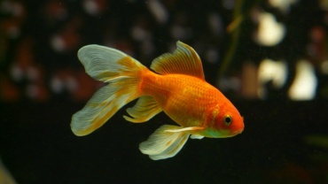 https://pixabay.com/photos/veil-tail-fish-goldfish-swim-11453/