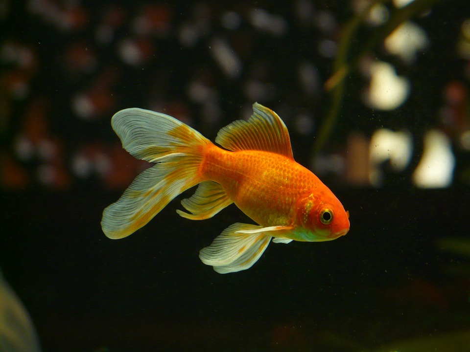 https://pixabay.com/photos/veil-tail-fish-goldfish-swim-11453/
