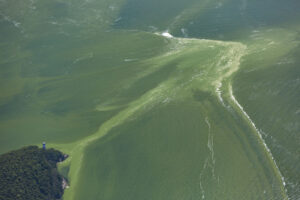 Harmful algal blooms can even crop up in the Great Lakes. The picture captures an HAB in Lake Erie.