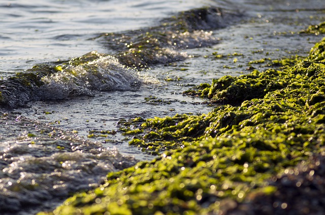 algae contaminated ocean