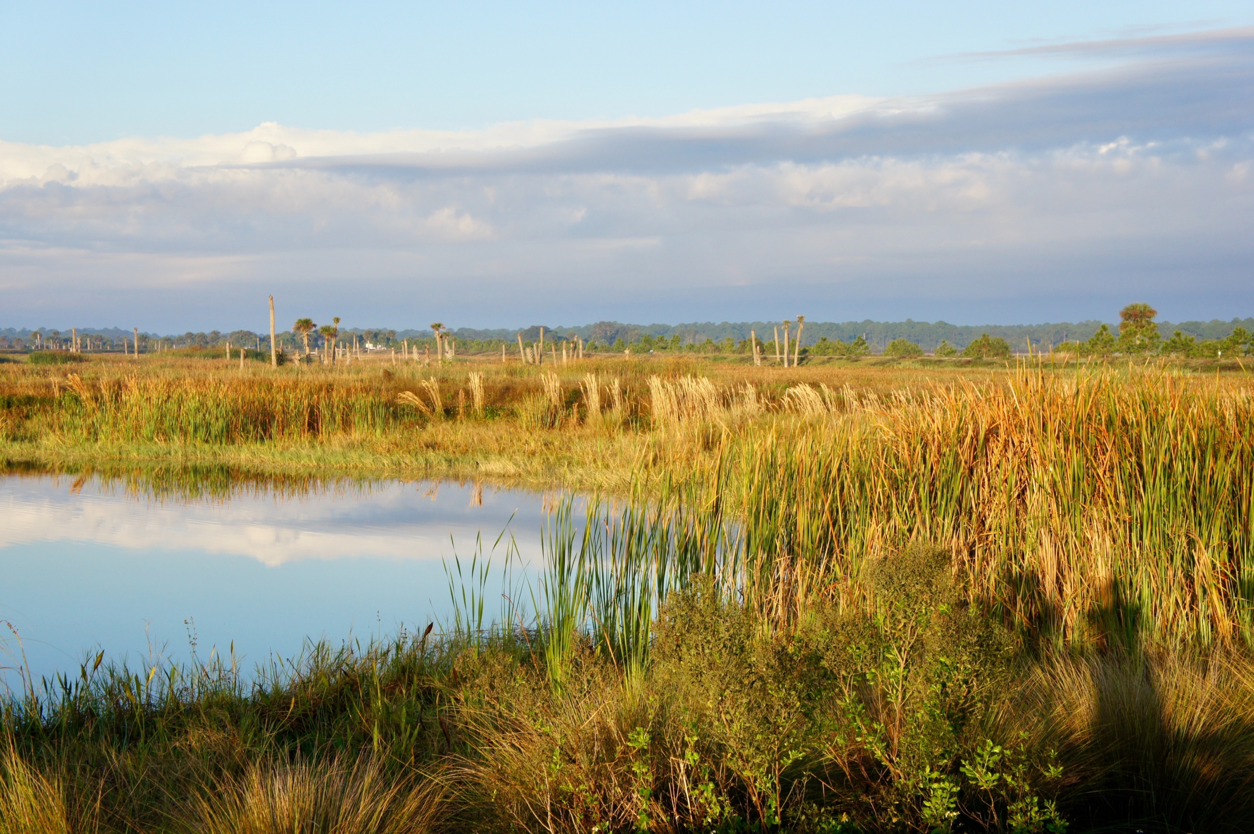 A wetland, a passive water treatment system