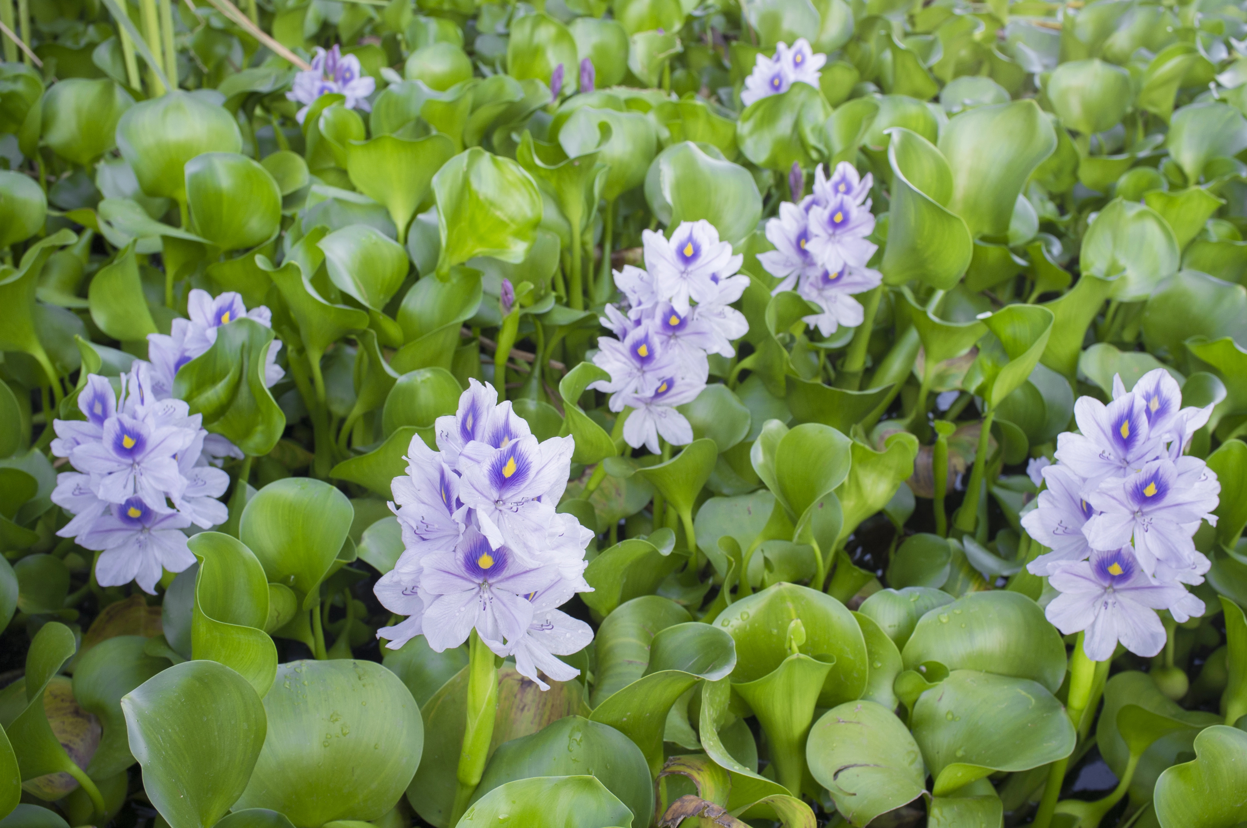 Water Hyacinth: A Green Approach to Addressing Wastewater Challenges