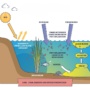 Nutrient Pollution: A Potential Risk for Water Bodies