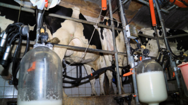 Dairy factory with mechanical equipment