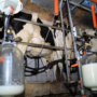 California Dairy Farms’ New Water Quality Regulations