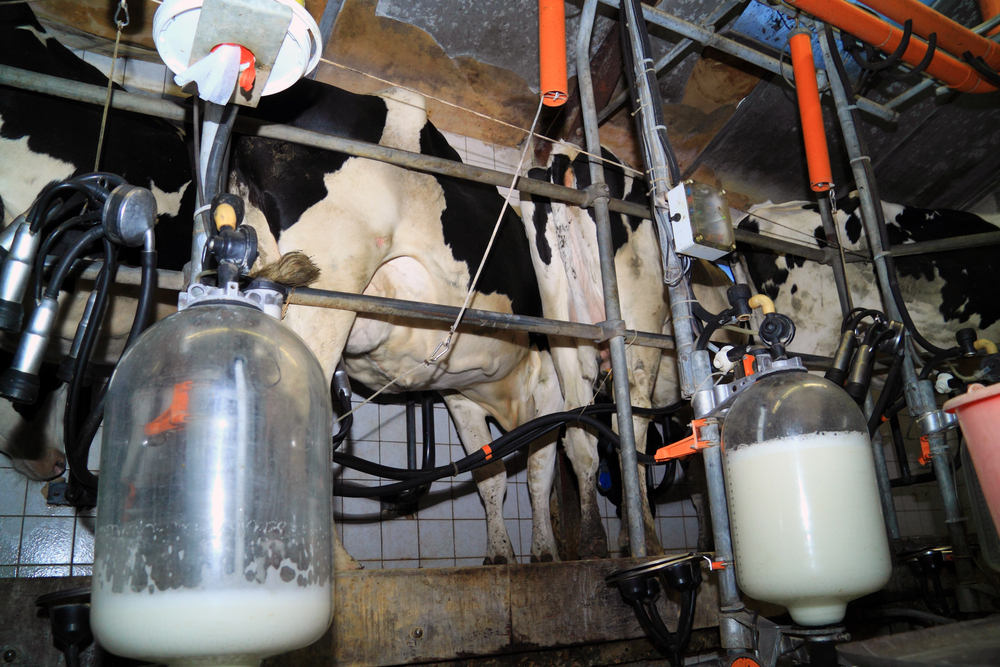 Dairy factory with mechanical equipment