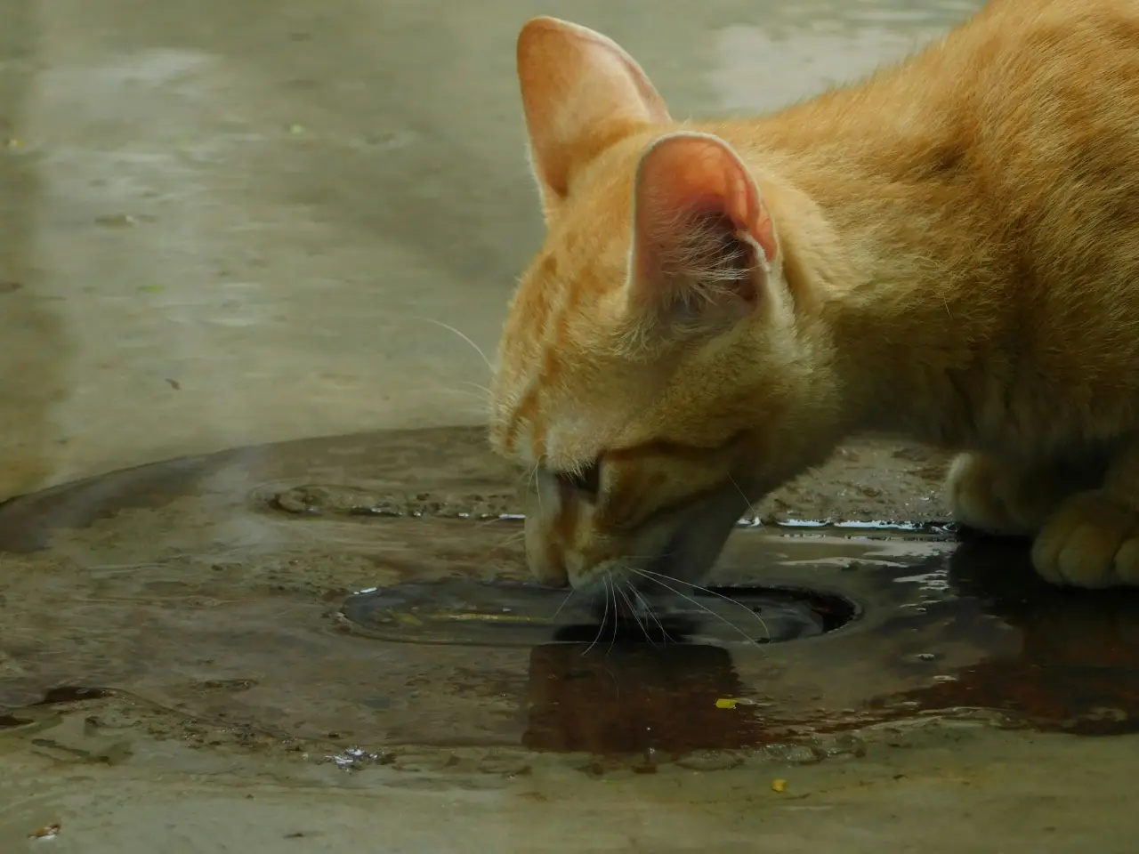 Cats’ tongues use physics to drink water
