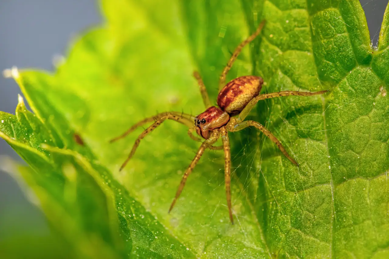 Diving bell spiders make their own SCUBA gear