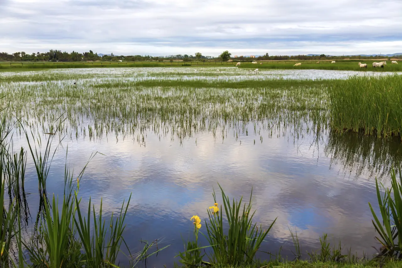 Wetlands are natural water filters