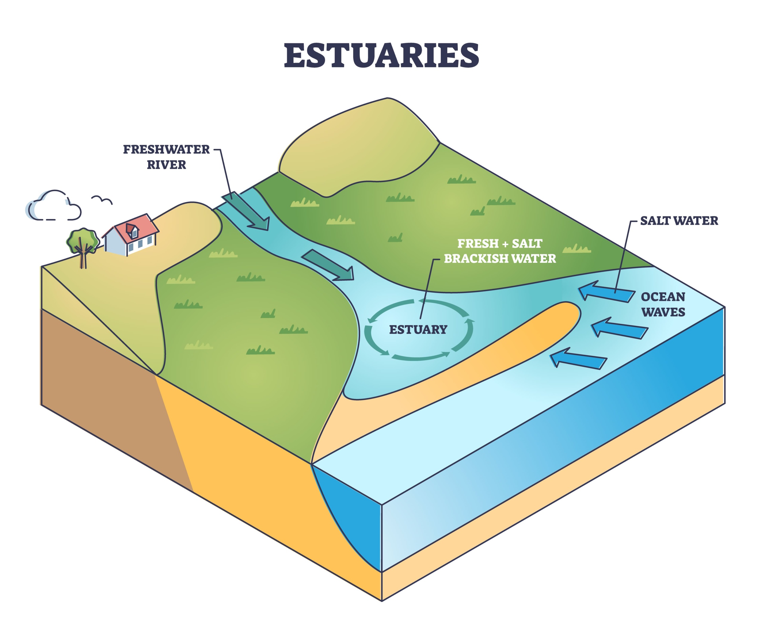 Estuaries: Areas where freshwater and saltwater mix