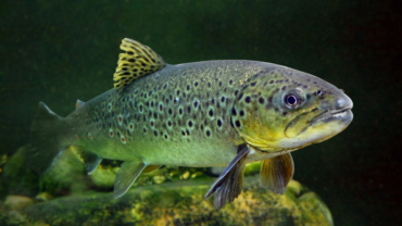 trout swimming in water