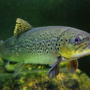 Brown Trout Key in Study of Water Pollution