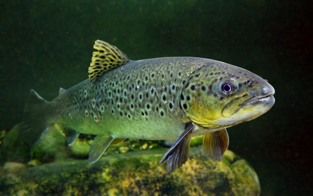 trout swimming in water