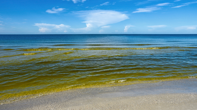 algal bloom