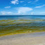 Algae Bloom Sweeps Over Southern California’s Marine Ecosystems
