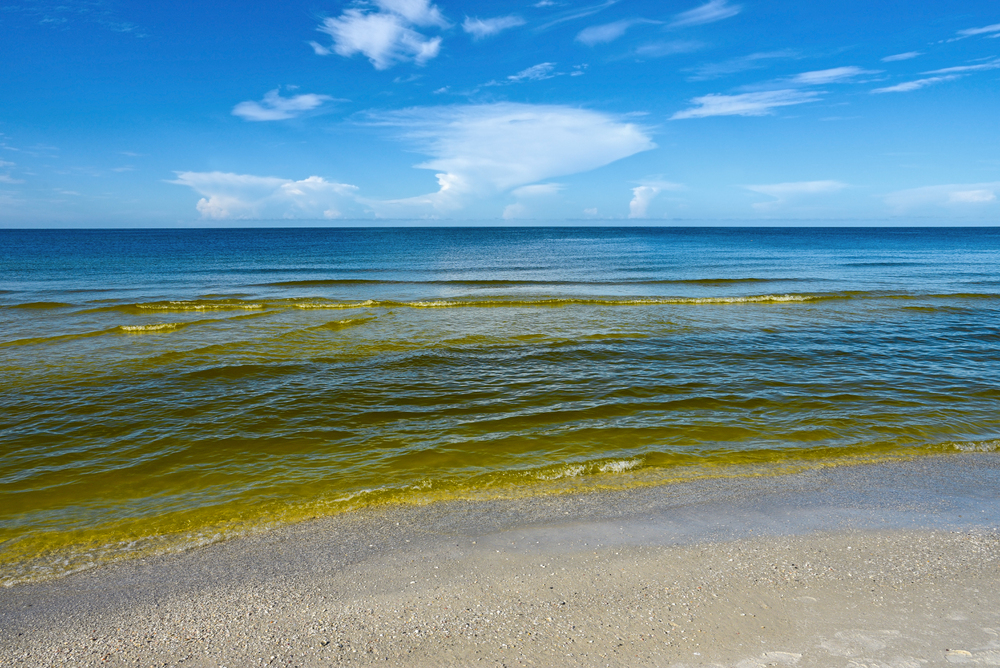 algal bloom